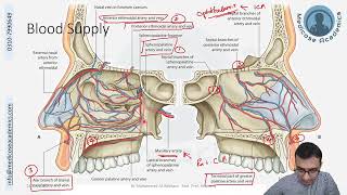 Neurovasculature of Nasal Cavity [upl. by Preciosa]