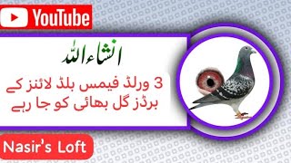 Three Top Class Birds  World Famous Blood Lines  3 ورلڈ فیمس بلڈ لائنز کےبرڈز  racing pigeons [upl. by Waterman]