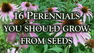 16 Perennial flowers you should grow from seeds This is why [upl. by Idoux]