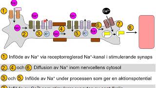 08 Föreläsning Nervsystemet 7 av 9 [upl. by Attlee651]