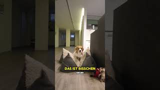 Die PRINZESSIN auf der ERBSE🥰🐶 [upl. by Aihsel484]