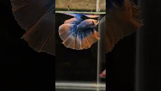 betta fish tank setup fighter fish tank setup mollyfish guppyfishtanksetup [upl. by Krahmer]