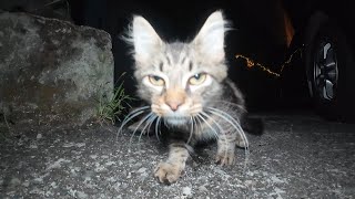 Two homeless kittens get some delicious wet cat food [upl. by Retse749]