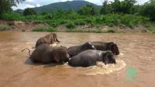 Elephant protect baby elephant from strong river  ElephantNews [upl. by Nanny]