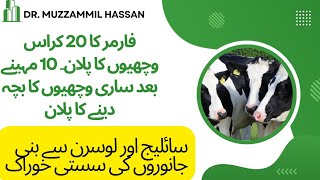 20 heifer milking business plan II silsge aur lucerne ki khoraak II Pregnancy information in cattle [upl. by Tse]