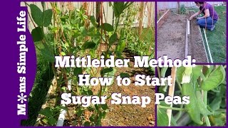 Mittleider Method How to Start Sugar Snap Peas [upl. by Enyar]