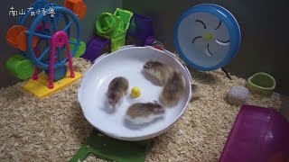 仓鼠大转盘 Roborovski Hamster [upl. by Tade599]