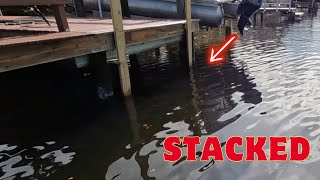 Sheepshead Fishing With FIDDLER CRABS This Dock Was LOADED [upl. by Omiseno]