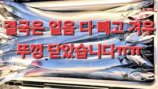 자기 동족도 약해 보이면 잡아 먹어 버리는 무시무시한 맛있는 물고기를 여수 시내권에서 마릿수로 잡아보자 [upl. by Neemsay]