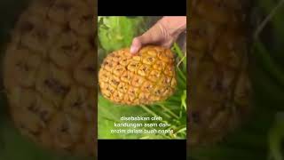 penyebab gatal dan luka saat makan nanas agriculture agricultureindonesia fruits [upl. by Reinar]