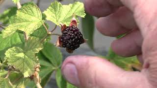 Rubus Benenden Ripe Fruit [upl. by Derna]