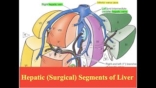 Hepatic Surgical Segments of Liver [upl. by Luemas469]