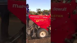 Massey 241 4wd Potato planter dewulf [upl. by Slohcin990]