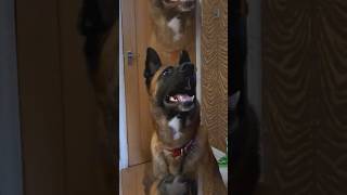 Watch our dog turn into a shark 🇬🇧🐾🦈 dog malinois [upl. by Neelahtak]