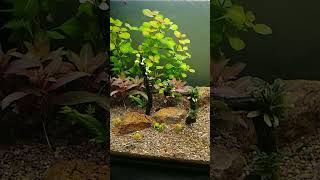 Ludwigia ovalis glandulosainclinata verticillata  pantanal [upl. by Nylarad]