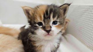 Maine Coon Kittens Livestream  3 Weeks Old [upl. by Gerdi160]