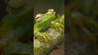 the diversity of frog calls23 shorts wildlife animals [upl. by Suiramaj]