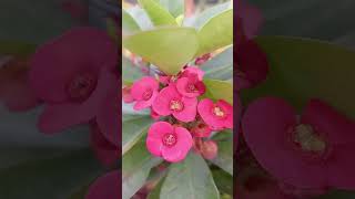 Red Crown Of Thorns ll Euphorbia Milii😌 [upl. by Thomasine]