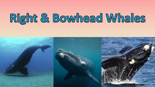 Right amp Bowhead Whales  Long Lifespans Big Mouths and Cool Animals [upl. by Aryk]