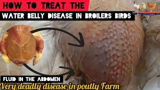 HOW TO TREAT THE WATER BELLY DISEASE IN YOUR POULTRY FARM [upl. by Delos]