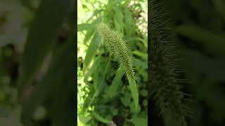 Pennisetum setaceum is a perennial grass and aggressive weedflower is a panicle with spikes [upl. by Kean711]