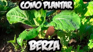 Como Plantar Berza Asturiana  Huerto Ecologico  Huertina De Toni [upl. by Hannibal]