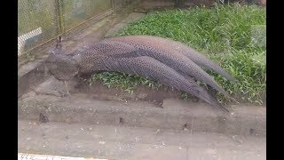 Pheasant Rheinardia ocellata live at the zoo  birds on the world [upl. by Park]