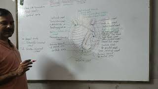 Blood vascular system of Herdmania [upl. by Annemarie]