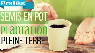 Semis en pot division et plantation en pleine terre [upl. by Oijile]