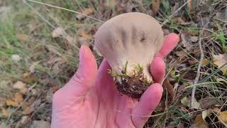 Calvatia excipuliformis Identifica este pedo de lobo [upl. by Aninay]