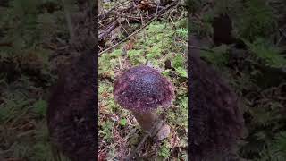 Some sort of Bolete [upl. by Hammel]