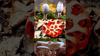 Mind Relaxing Video Fungi Time Lapse Mushroom time lapse [upl. by Giah]