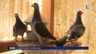 Découverte de la colombophilie à Margut dans les Ardennes [upl. by Ogilvie]