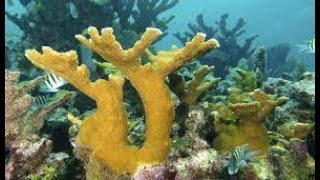 Elkhorn Coral is an important Reef Building Coral in the Caribbean [upl. by Onilatac]