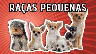 RAÇAS DE CACHORROS PEQUENOS CARACTERÍSTICAS  LISTÃO [upl. by Hubble]