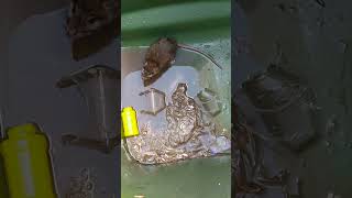 Rat stuck in a bin rats pestcontrolnearme pestfree bin garbage shorts [upl. by Aramac]