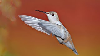 White Hummingbird Albino [upl. by Dnarud]