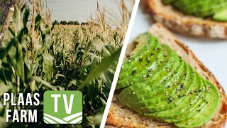 Opkomende mielieseisoen met Syngenta  Avo Ambassador Farm TV  8 April 2022 [upl. by Weywadt]