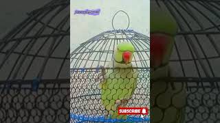 RINGNECK PARROT TALKING RINGNECK PARROT SAYING MAME KATHA TOTA VIRAL YOUTUBE SHORT [upl. by Eriha]