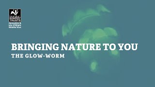 Bringing nature to you  glow worms [upl. by Anomar]