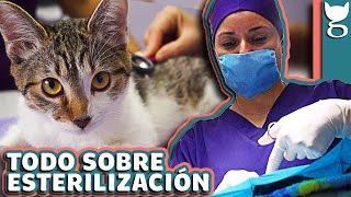 BENEFICIOS DE ESTERILIZAR A MI GATO 😺 [upl. by Sekofski]