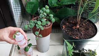 Perbanyak Peperomia Hope  Cutting  Propagation [upl. by Yrannav]