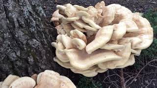 Berkeley Polypore Identification [upl. by Oiraved]