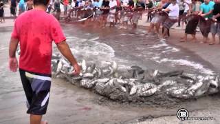 Pesca da Tainha  Praia da Pinheira [upl. by Zap]