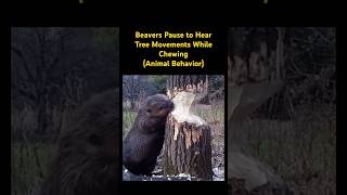 Beavers Pause to Hear Tree Movements While Chewing…🦫 music song beaver animals [upl. by Anwahs]