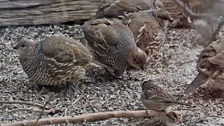 Wild Scaled Quail and Sparrows Feeding in Southeast Colorado [upl. by Oyr]