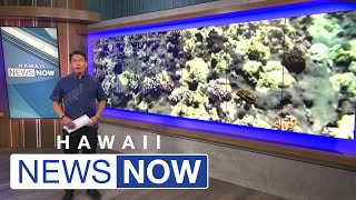 Scientists survey coral reef health off Lahaina in wildfire’s wake [upl. by Ahsenet]