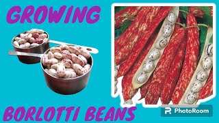 GROWING BORLOTTI BEANS [upl. by Hoon]