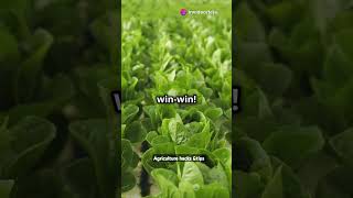 Aquaponics 101 Grow Fish amp Veggies TogetherAquaponics SustainableFarming Hydroponics shorts [upl. by Asial]