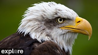 Decorah Eagles  North Nest  4k powered by EXPLOREorg [upl. by Linder525]